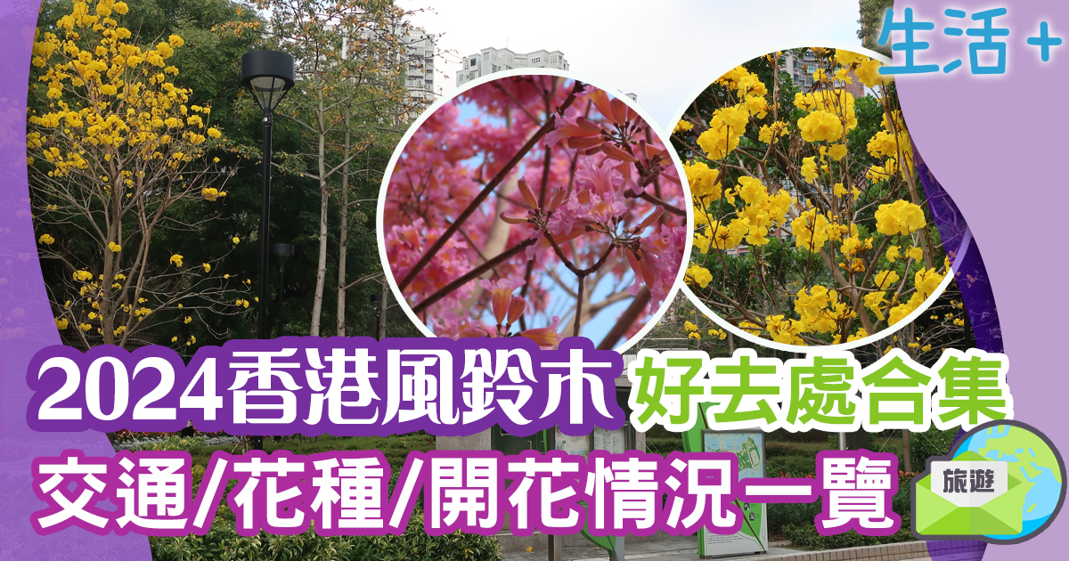2024香港風鈴木好去處 交通方法+開花品種+開花情況一覽 2024香港賞花-風鈴木-黃花風鈴木-紫花風鈴木
