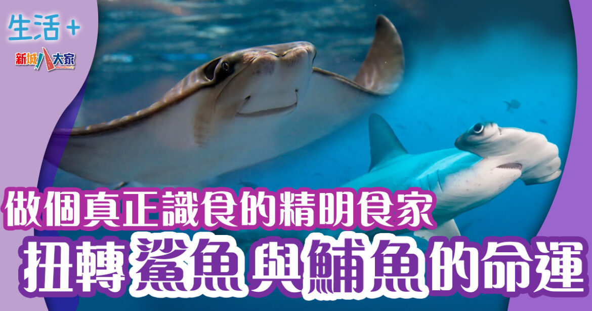 動物保育｜扭轉鯊魚與鯆魚的命運