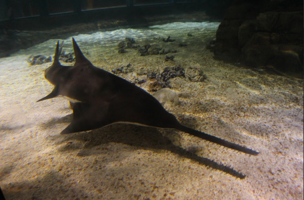 生活-動物保育-海洋公園-海洋生物-海鮮