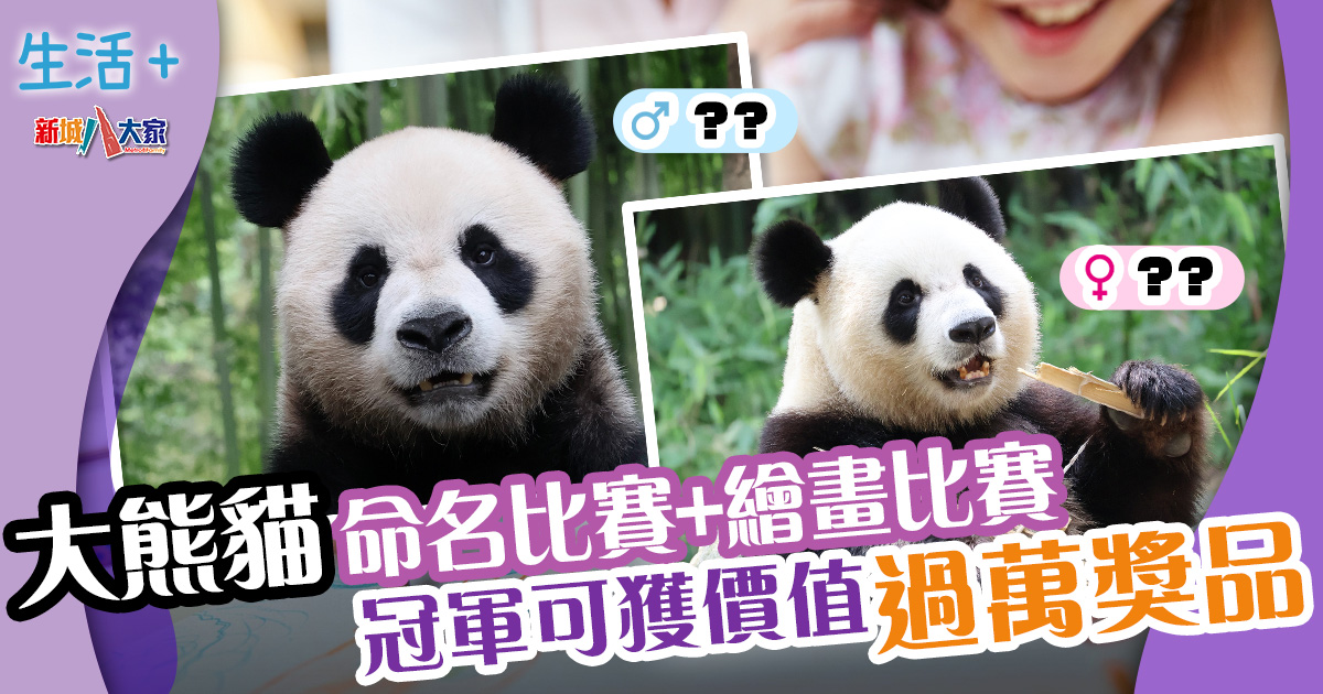 粟田尚子　祥瑞四君子大熊猫盃 大熊貓命名比賽及繪畫比賽冠軍可獲價值過萬獎品-
