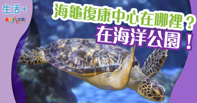 動物保育｜海龜復康中心在哪裏？在海洋公園！