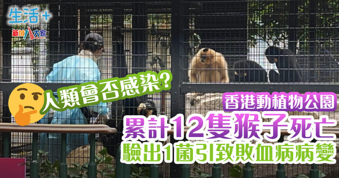 香港動植物公園累計12隻猴子死亡　驗出1菌引致敗血病病變「人類會否感染?」