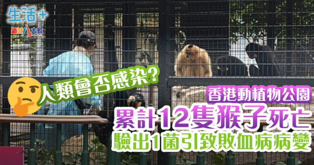 生活-香港動植物公園-猴子-死亡-細菌