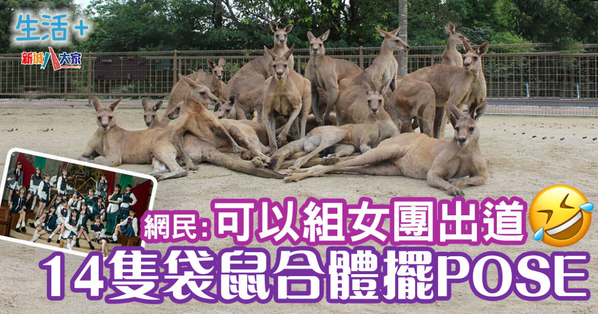 日本動物園袋鼠合體擺pose影相 網民笑似KGL48可以考慮出道