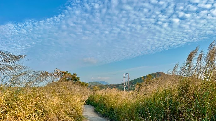 生活-好去處-行山路線-打卡-芒草