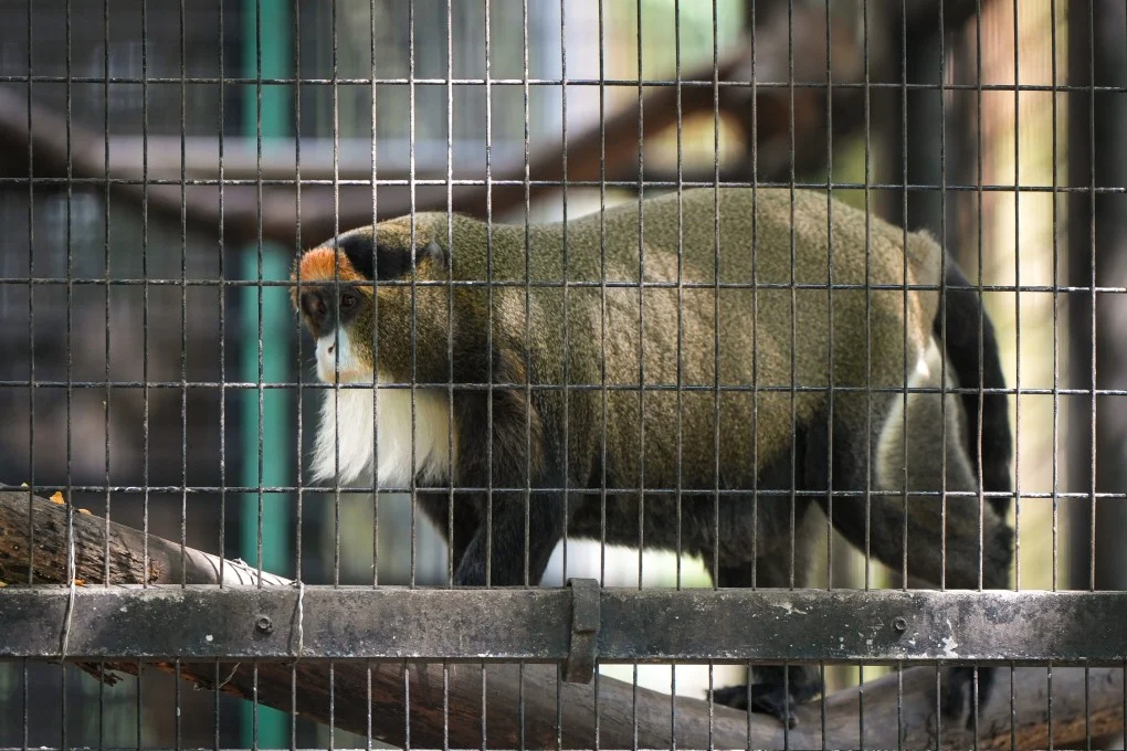 生活-香港動植物公園-猴子-死亡-細菌