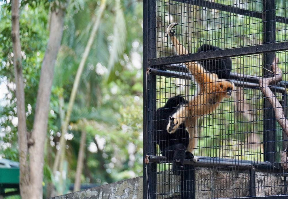 生活-香港動植物公園-猴子-死亡-細菌