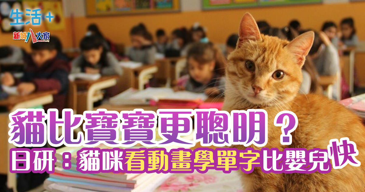 貓比寶寶更聰明?日研:貓咪看動畫學單字比嬰兒快 生活-寵物-研究-貓-嬰兒-聰明