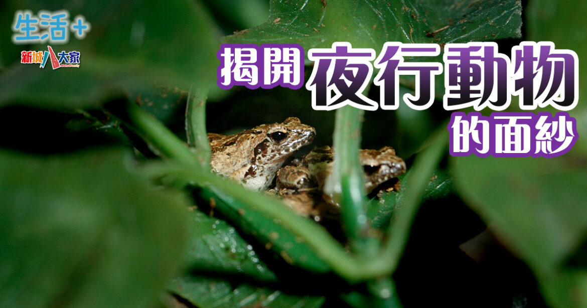 動物保育｜揭開夜行動物的面紗