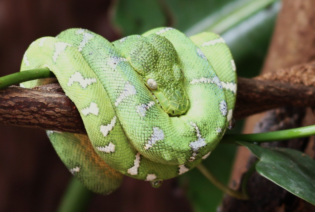 生活-動物保育-海洋公園-夜行動物