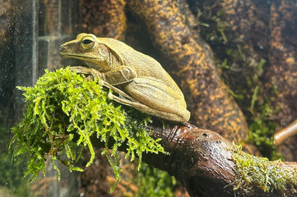 生活-動物保育-海洋公園-夜行動物