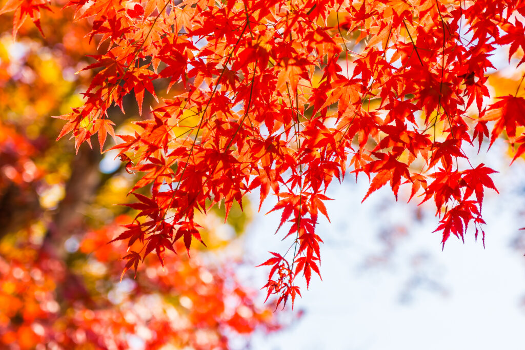 周末好去處-香港紅葉-大棠