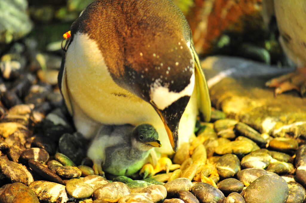 生活-海洋公園-動物保育-企鵝-助產士