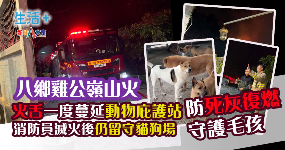 雞公嶺山火|火舌一度蔓延動物庇護站 消防員滅火後仍留守防死灰復燃