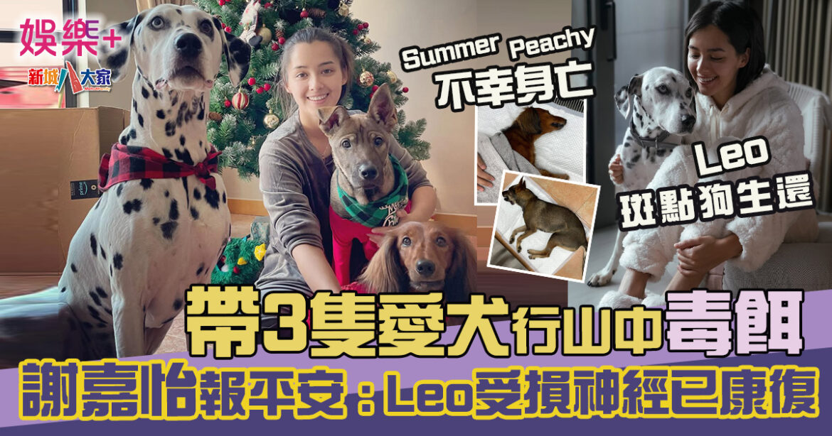 帶3愛犬行山中毒餌 斑點狗生還　謝嘉怡報平安：受損神經已康復！