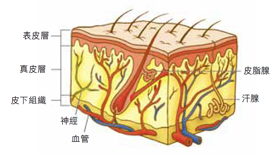 生活-美容-護膚-美肌教主-新年