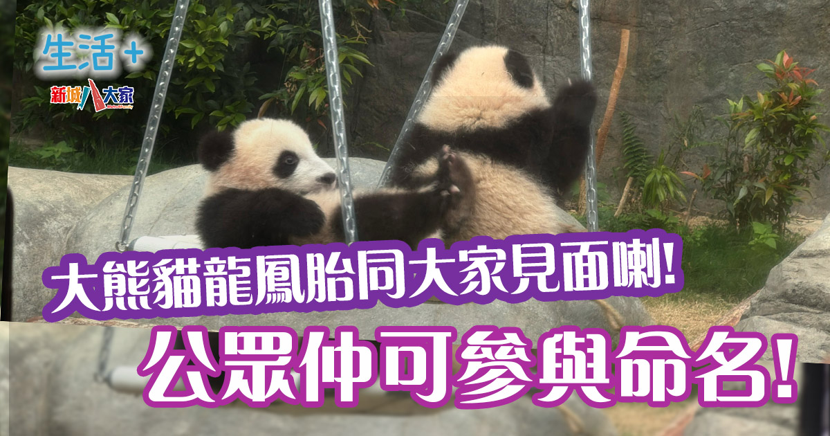 大熊貓龍鳳胎亮相 公眾可參與命名 20250215_panda2