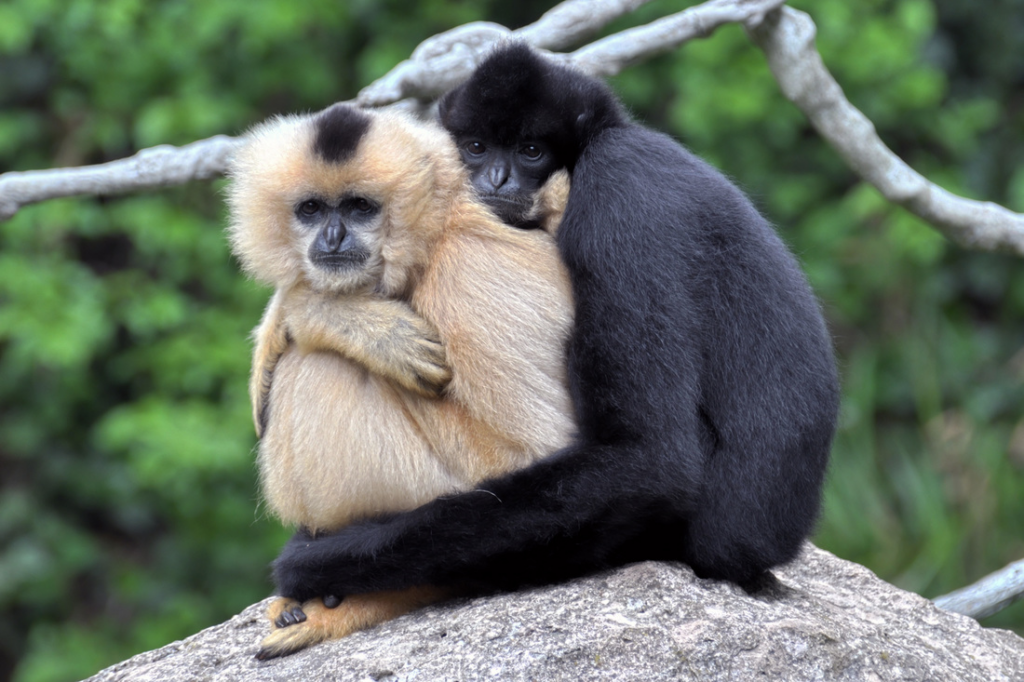 生活-動物-冷知識-恩愛夫妻-一夫一妻