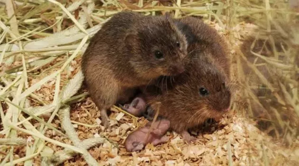 生活-動物-冷知識-恩愛夫妻-一夫一妻