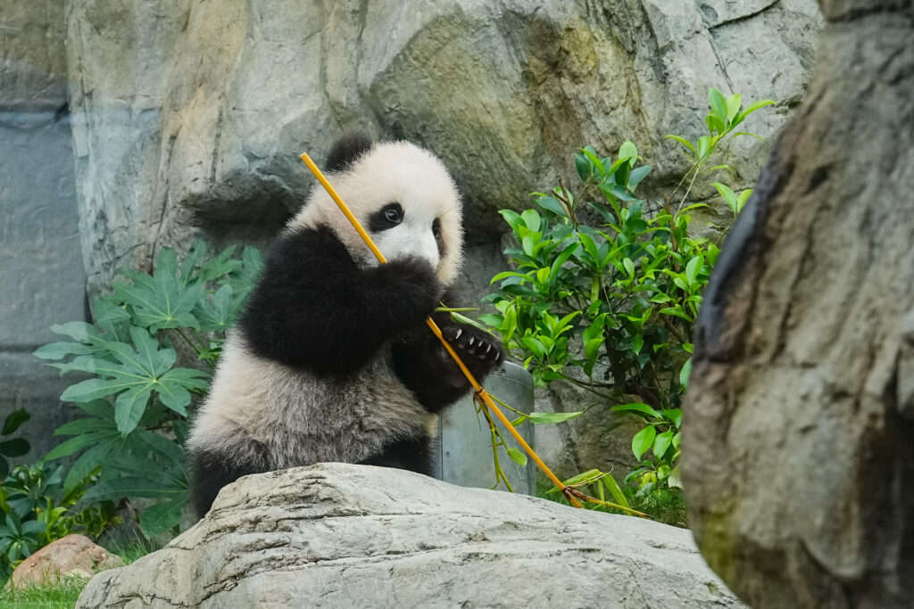 大熊貓龍鳳胎-海洋公園-盈盈22