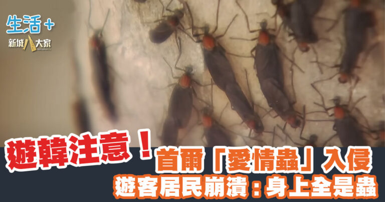 遊韓注意！首爾「愛情蟲」入侵 遊客居民崩潰: 身上全是蟲
